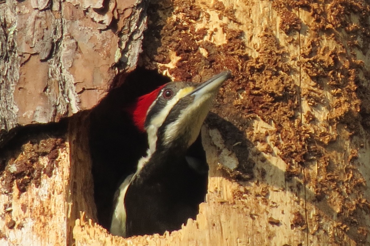 Pileated Woodpecker - Diana Werezak