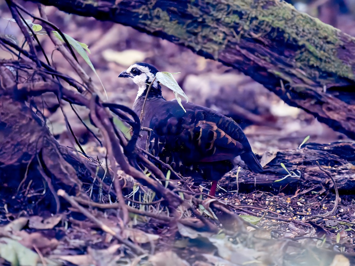 Gray-breasted Partridge - Rishab Ghosh