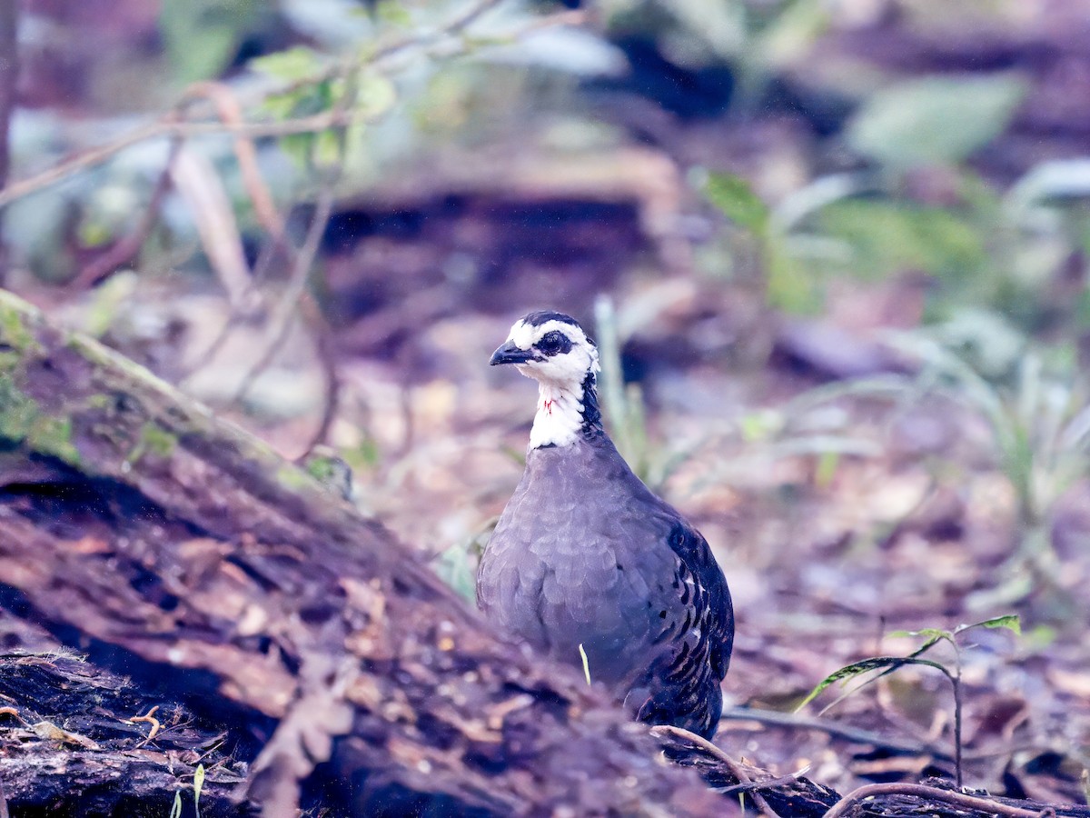 Gray-breasted Partridge - ML616178009