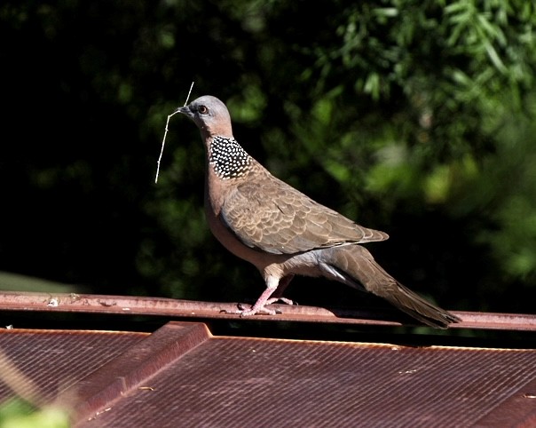 Spotted Dove - ML616178025