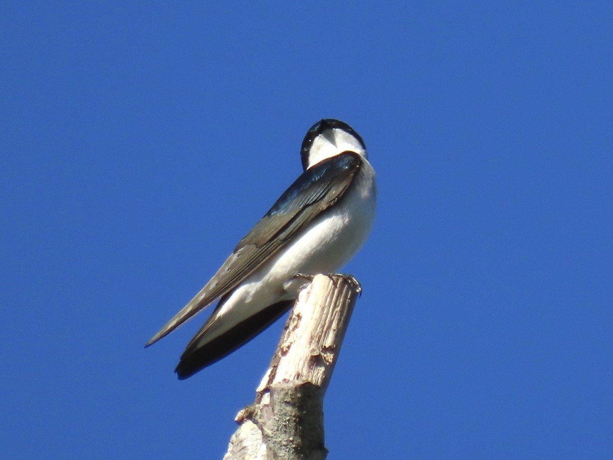 Tree Swallow - Alane Gray