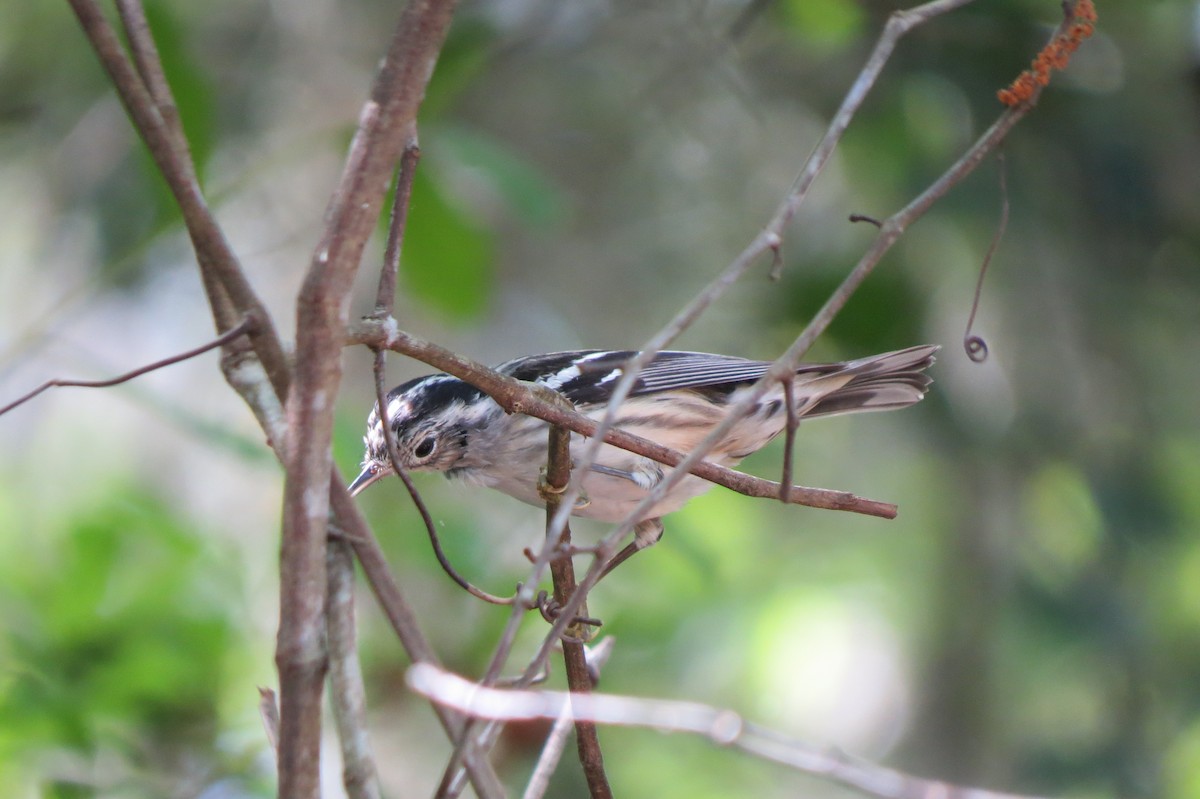 Black-and-white Warbler - ML616178139