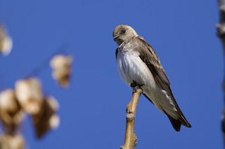 Northern Rough-winged Swallow