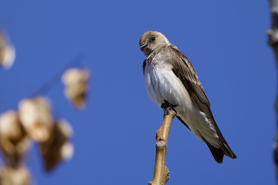 Northern Rough-winged Swallow