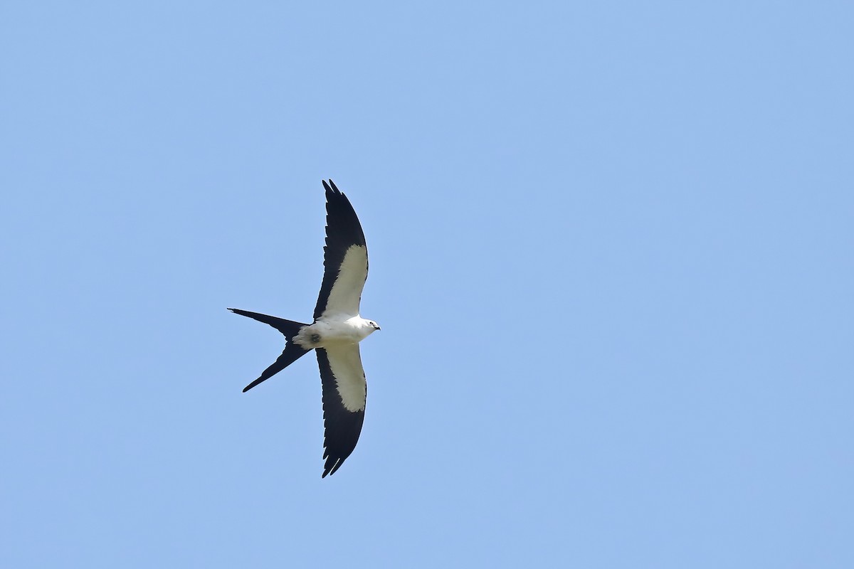 Swallow-tailed Kite - Linda Widdop
