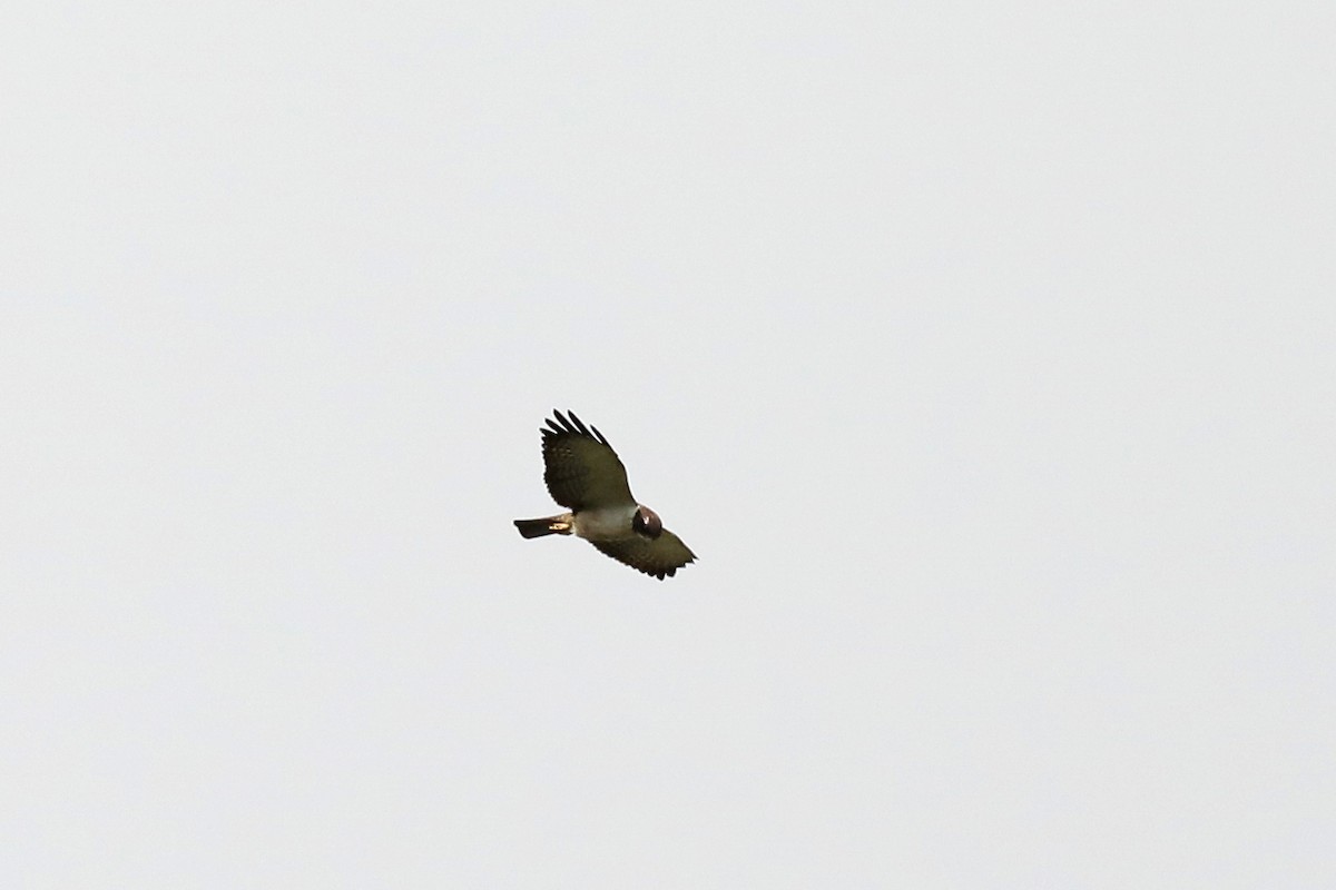 Short-tailed Hawk - ML616178469