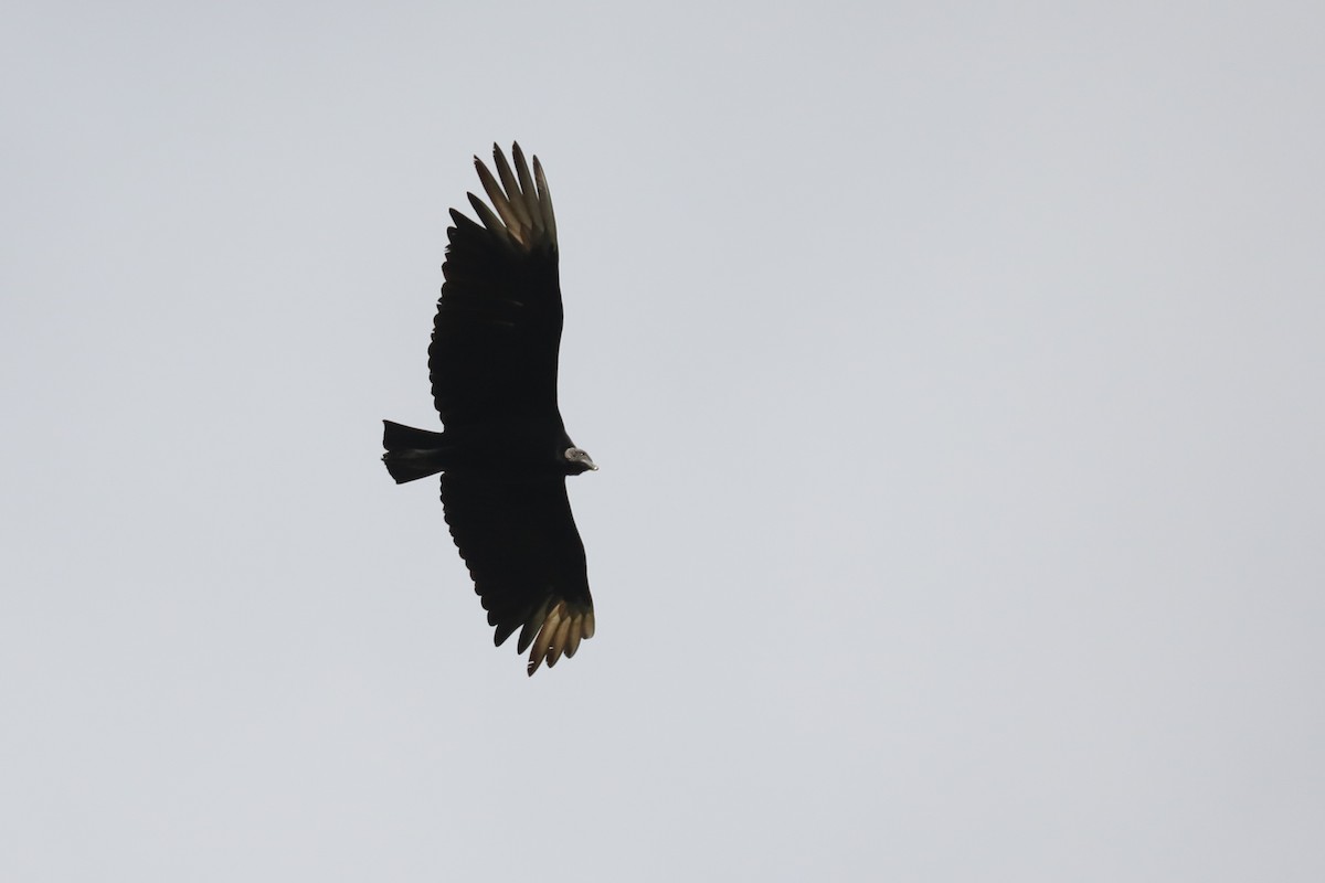 Black Vulture - Linda Widdop