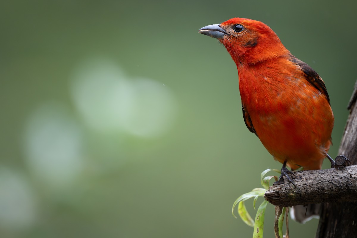 Flame-colored Tanager - Charles Thomas