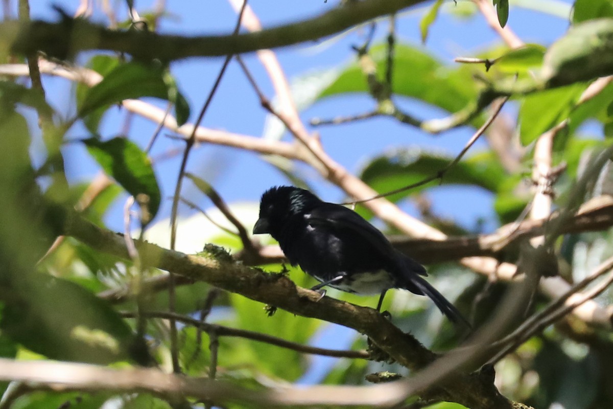 Variable Seedeater - ML616178602