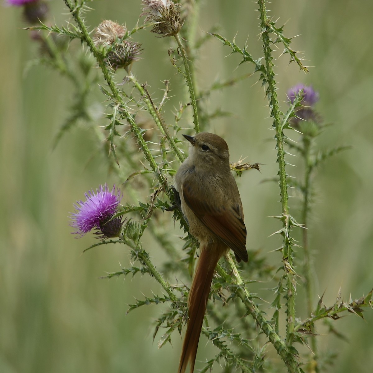 Brown-capped Tit-Spinetail - Eugenia Boggiano