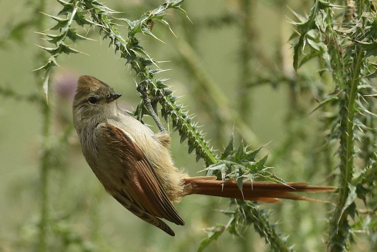 Brown-capped Tit-Spinetail - ML616178650