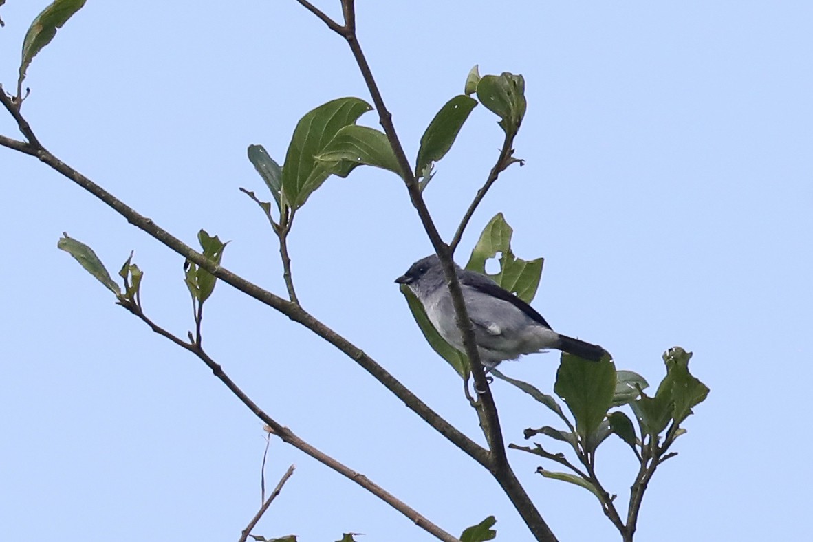 Plain-colored Tanager - ML616178697