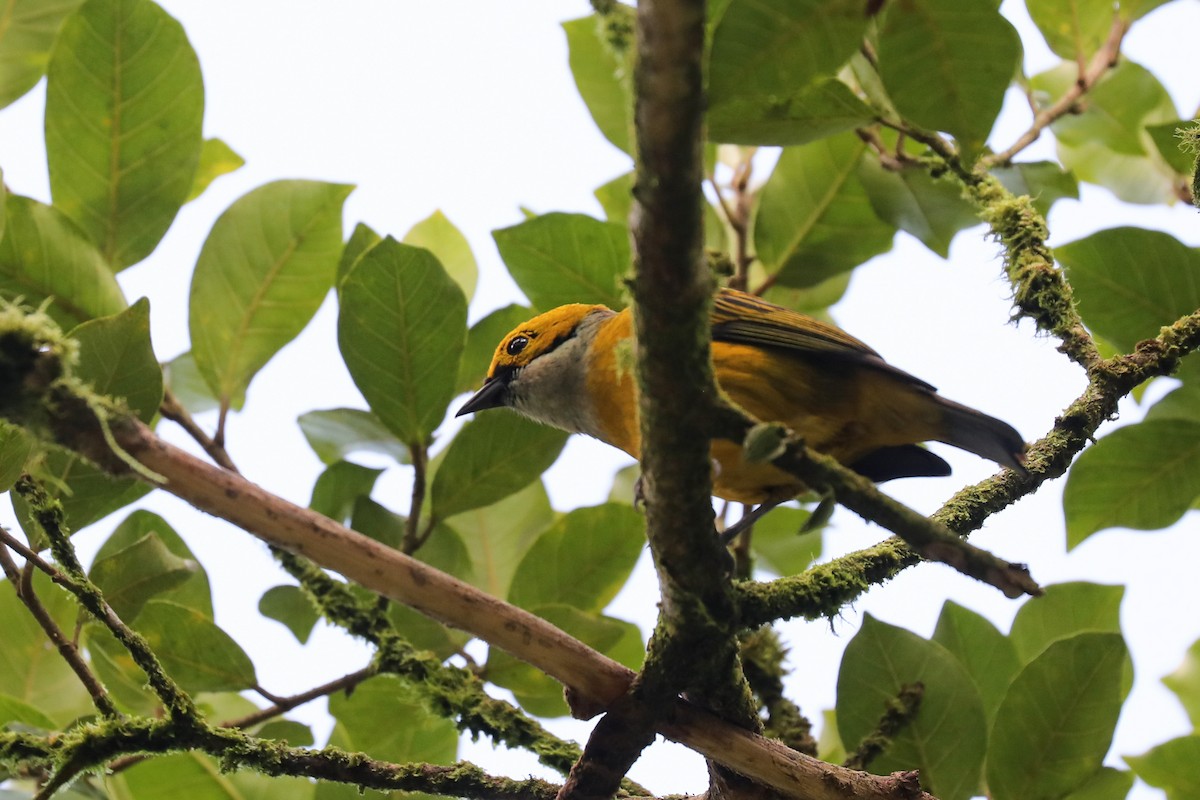 Silver-throated Tanager - ML616178715