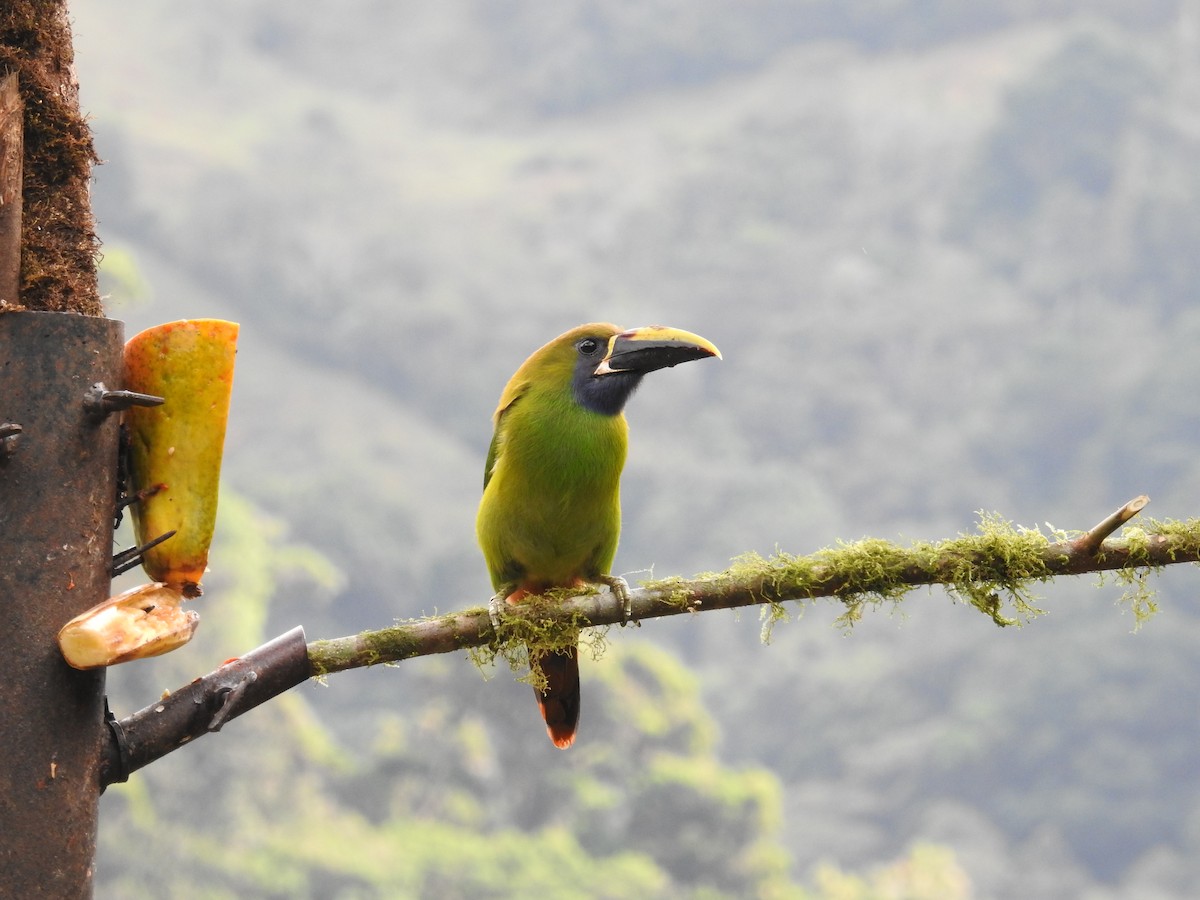 Northern Emerald-Toucanet (Blue-throated) - ML616178784