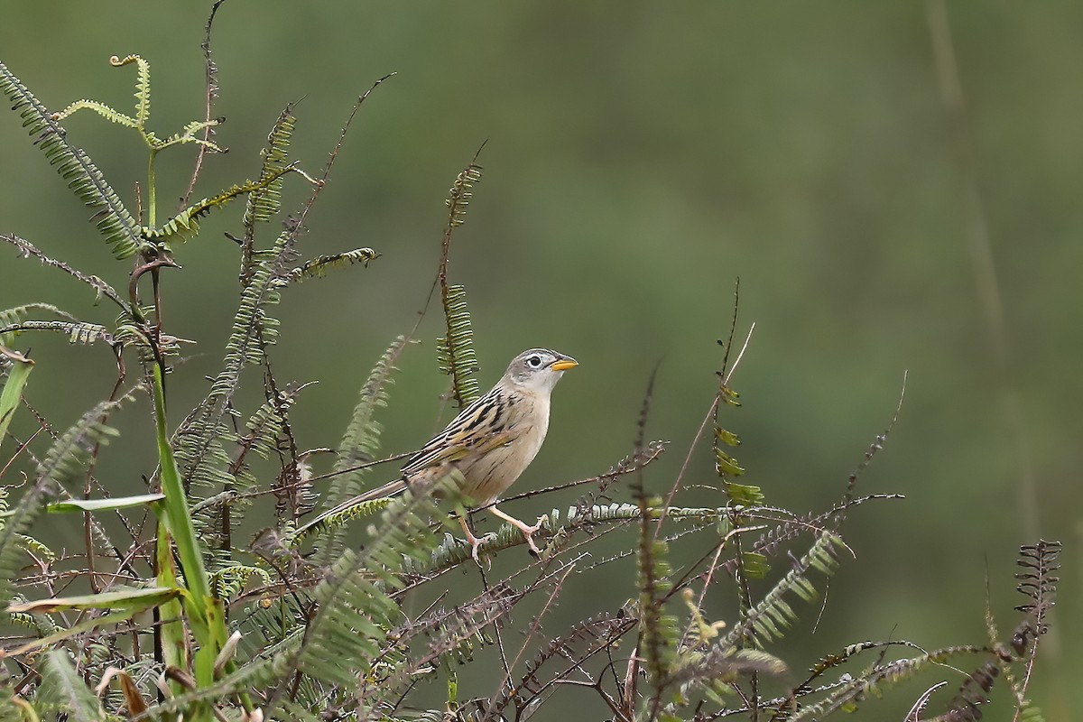 Wedge-tailed Grass-Finch - Linda Widdop