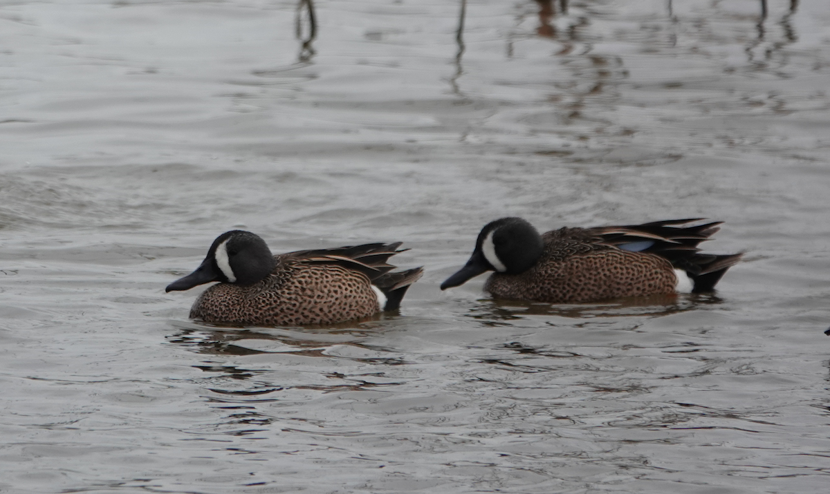 Blue-winged Teal - ML616178895