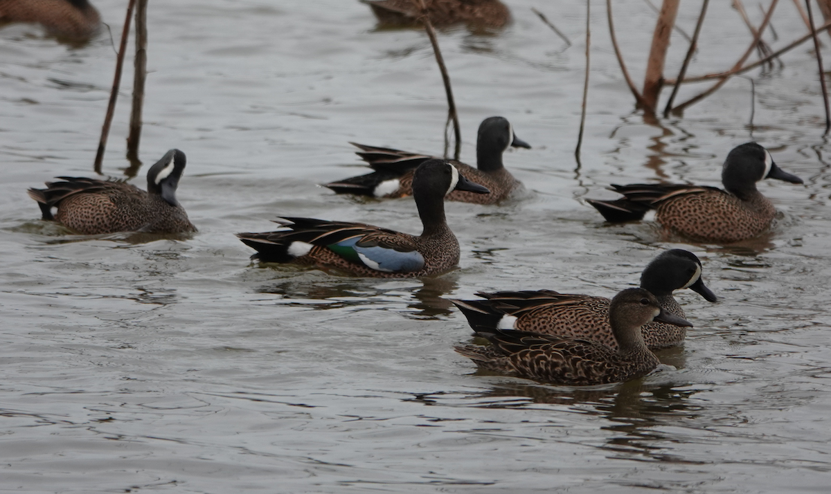 Blue-winged Teal - ML616178903