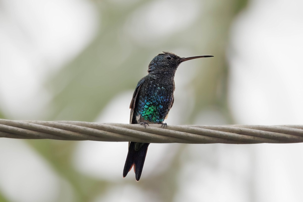 kolibřík safírovobřichý - ML616179025