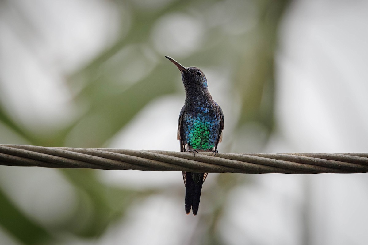 kolibřík safírovobřichý - ML616179026