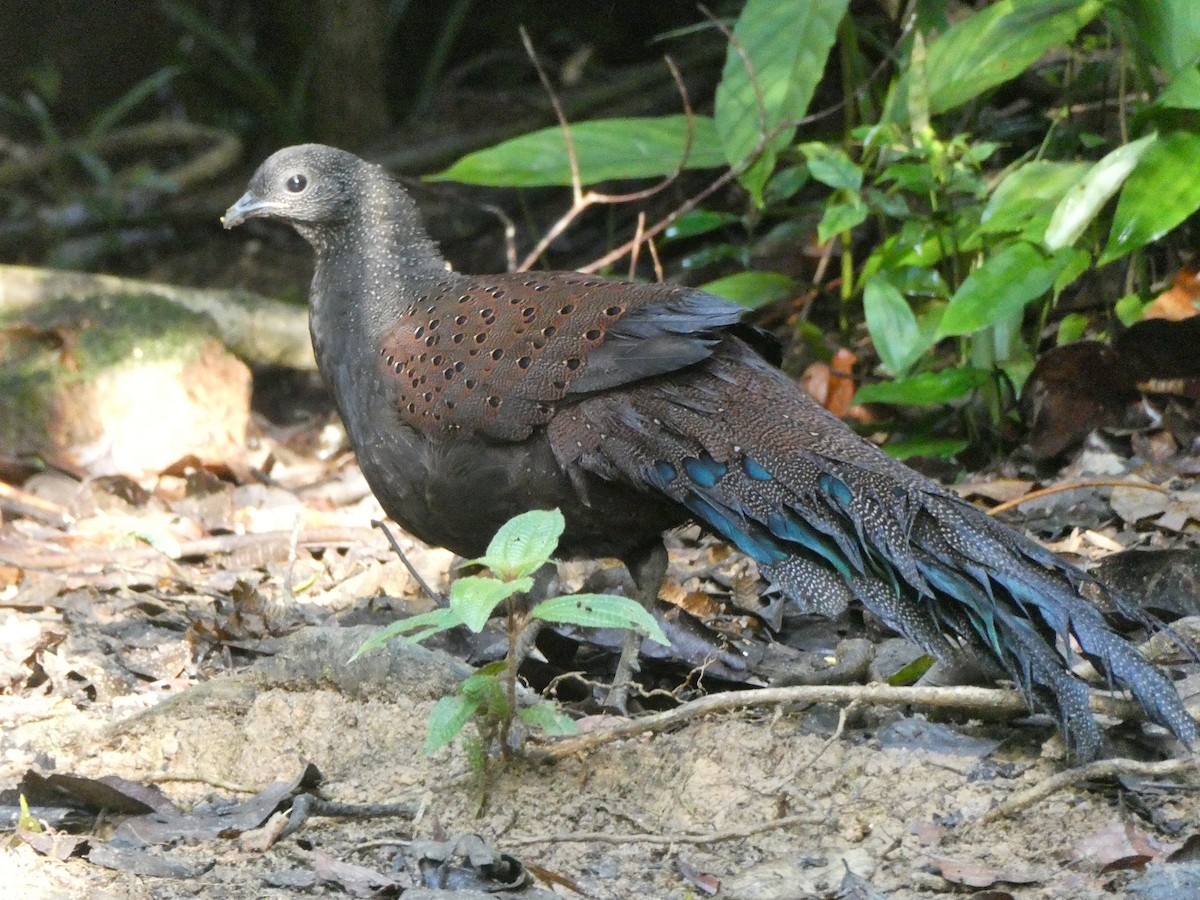 Mountain Peacock-Pheasant - Julie-ann Bauer