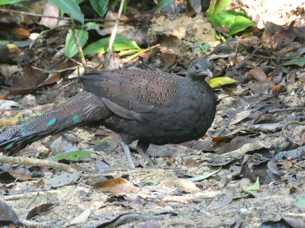 Mountain Peacock-Pheasant - ML616179357
