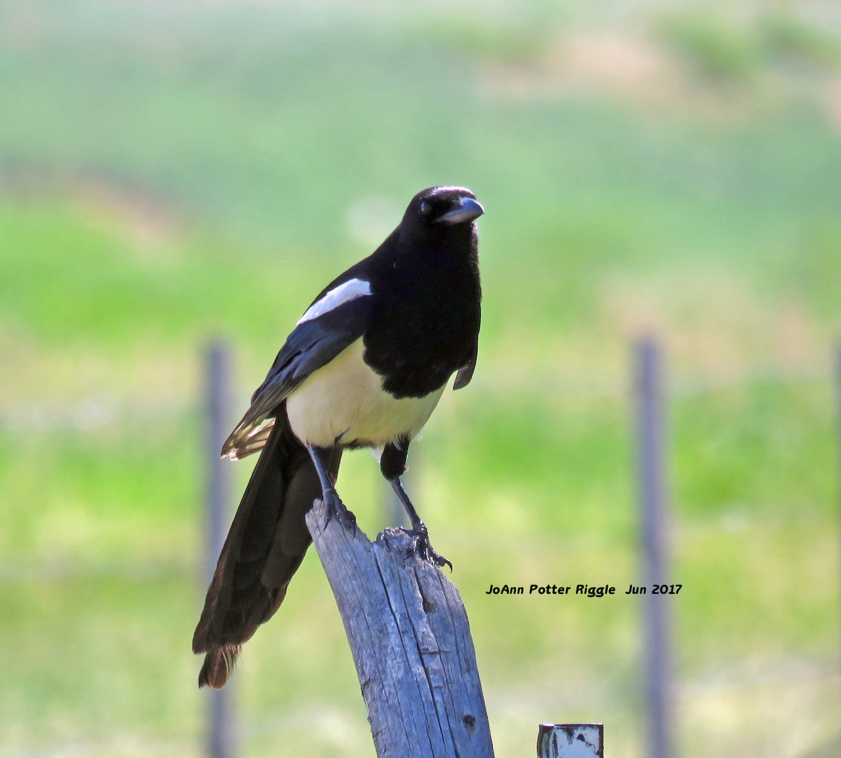 Black-billed Magpie - JoAnn Potter Riggle 🦤