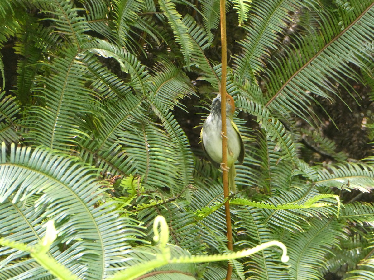 Common Tailorbird - ML616179467