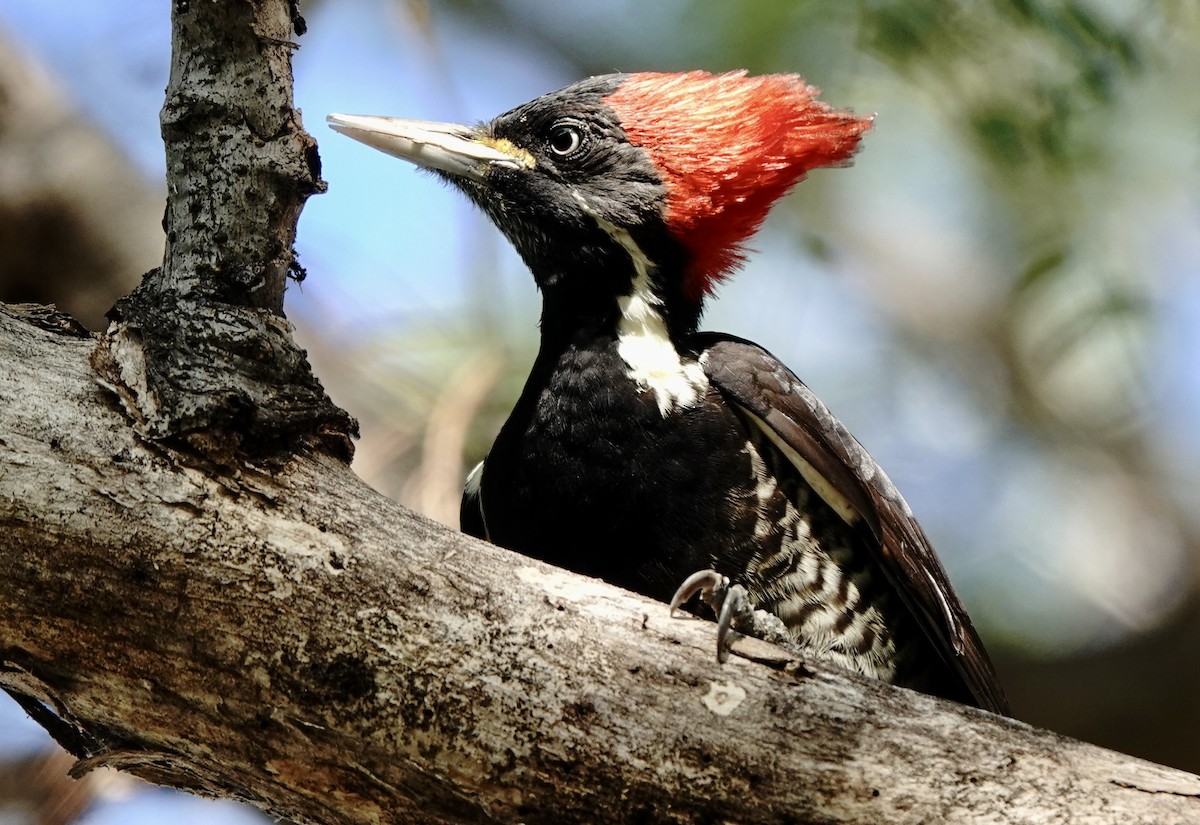 Lineated Woodpecker - ML616179588