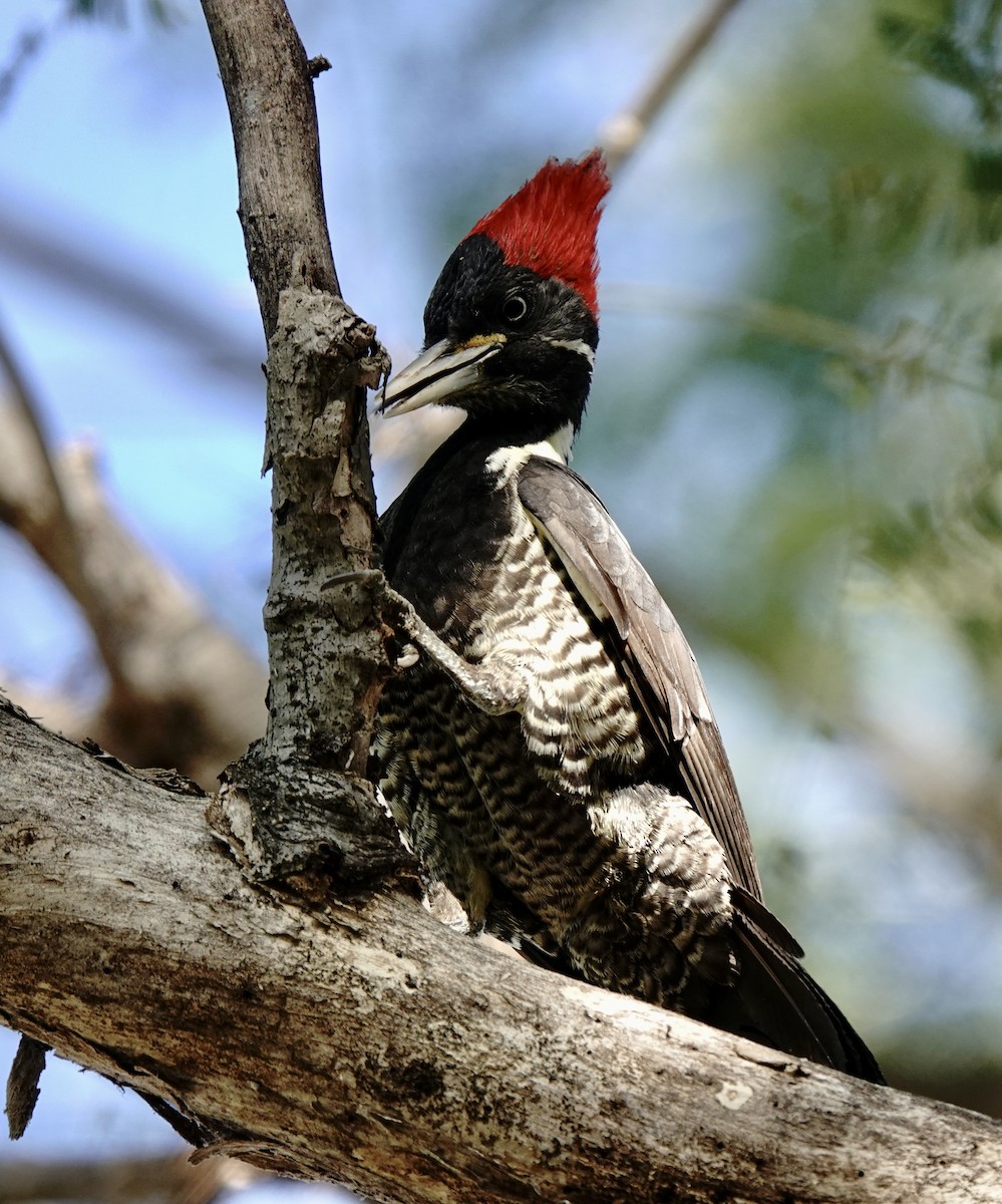 Lineated Woodpecker - ML616179589