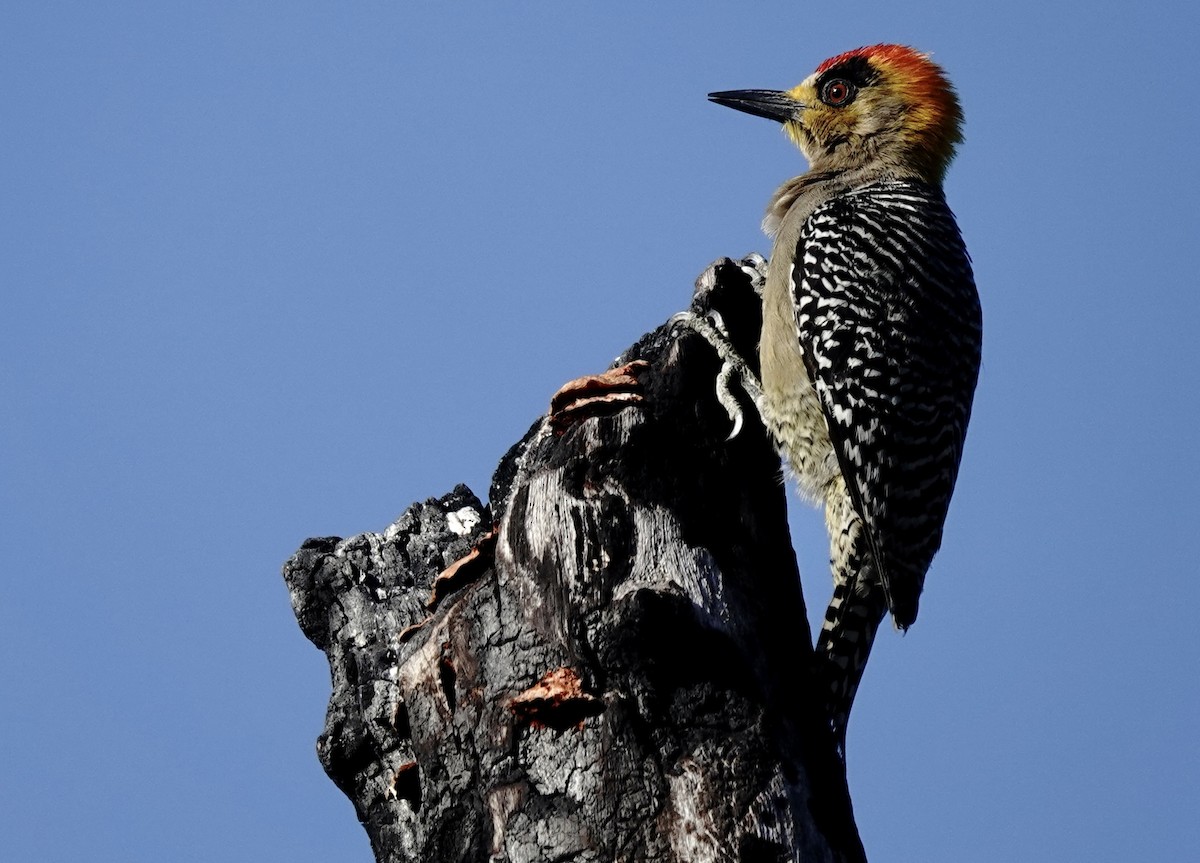 Golden-cheeked Woodpecker - ML616179602