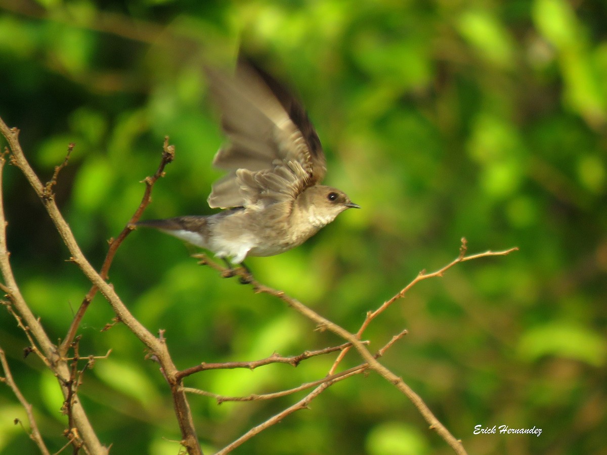 Northern Rough-winged Swallow - ML616179720