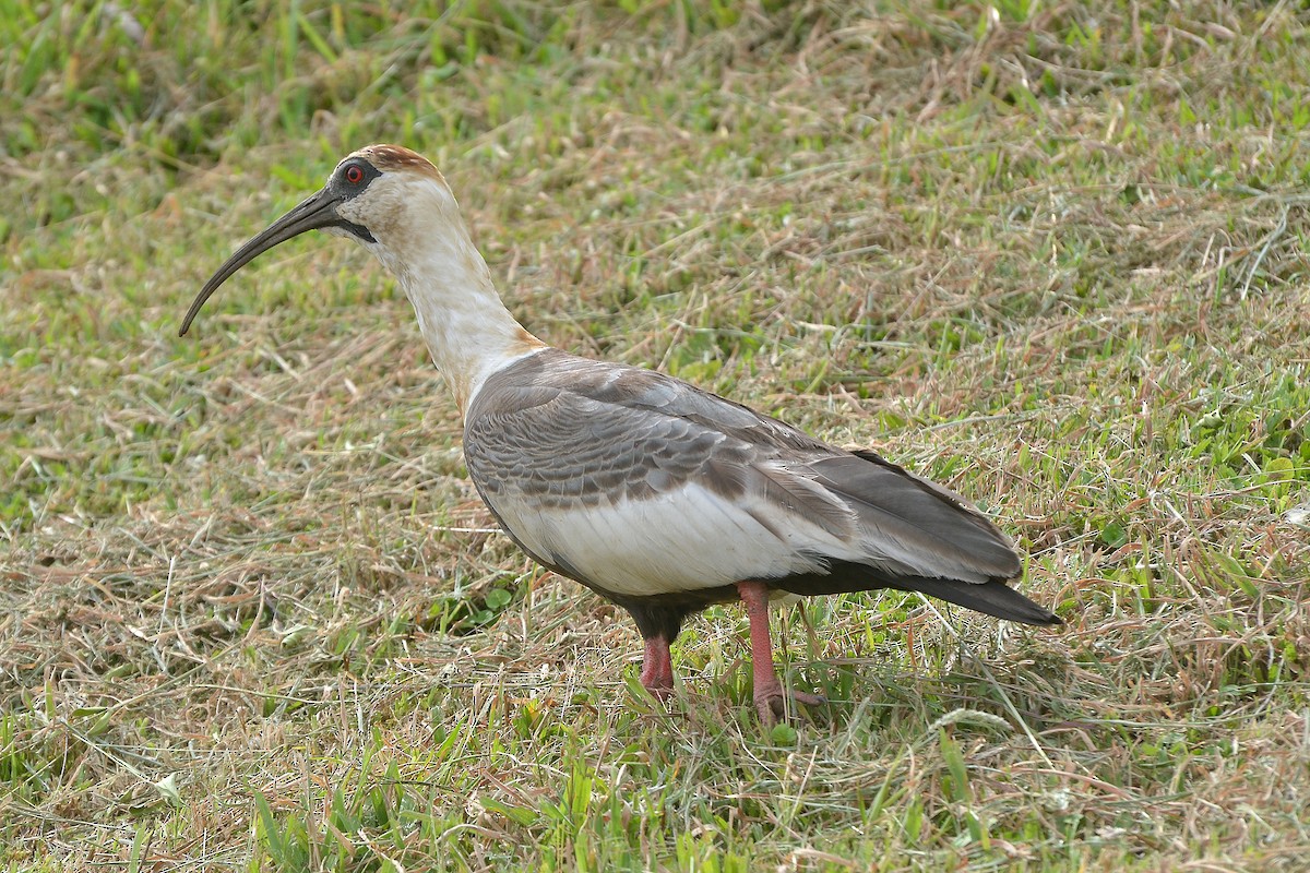 ibis bělokřídlý - ML616179779