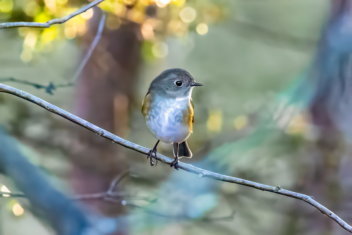 eBird Checklist - 17 Mar 2024 - stakeout Red-flanked Bluetail ...