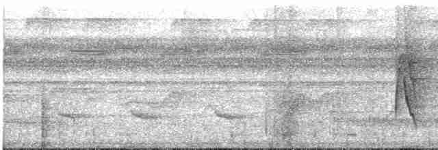 White-flanked Antwren - ML616180349