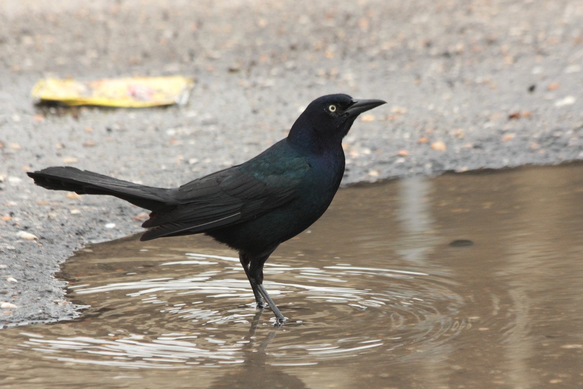 Boat-tailed Grackle - ML616180444