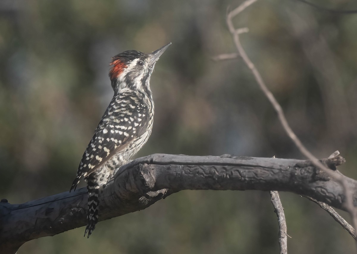 Striped Woodpecker - ML616180544