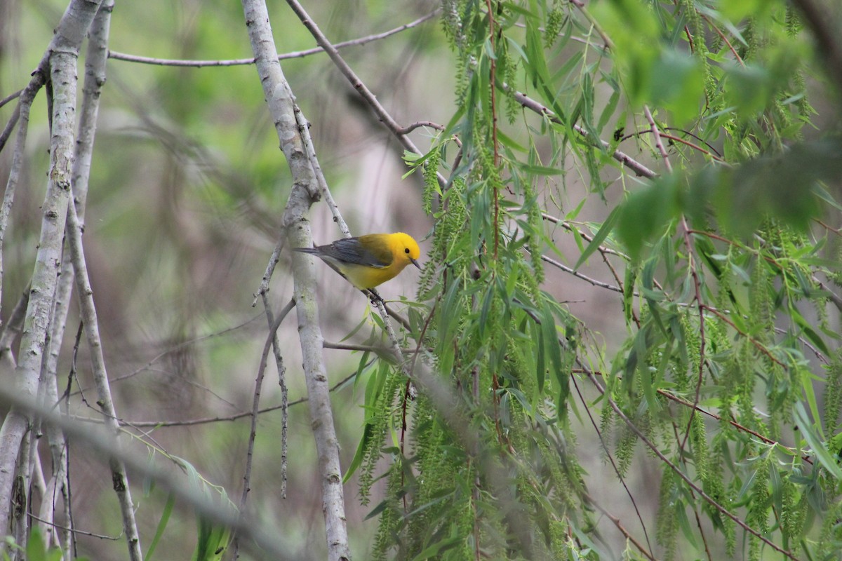 Prothonotary Warbler - ML616180579