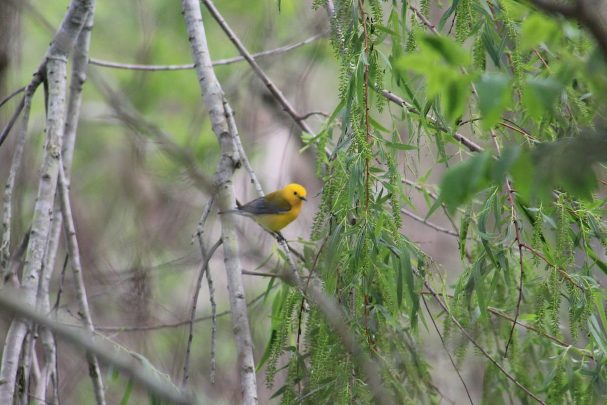 Prothonotary Warbler - ML616180580