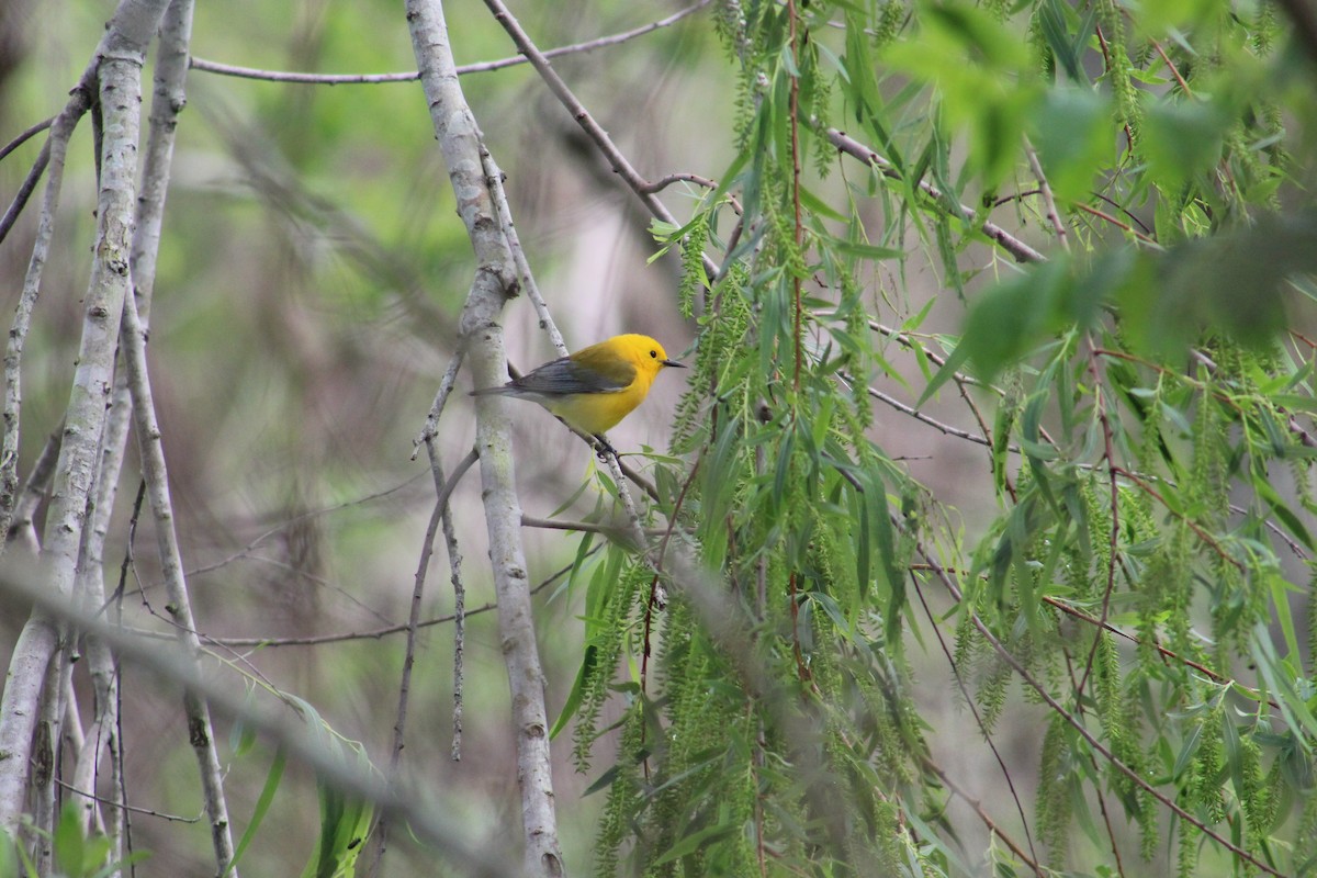 Prothonotary Warbler - ML616180581