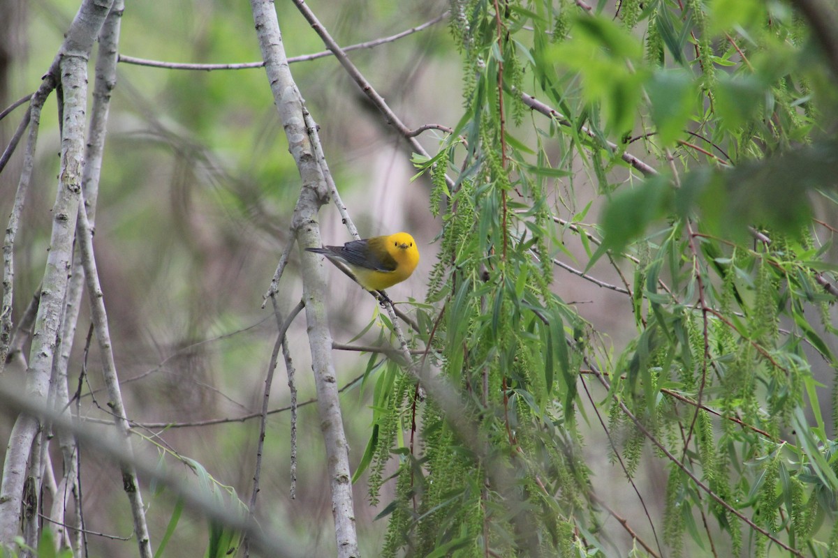 Prothonotary Warbler - ML616180582