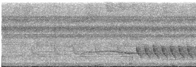 Troglodyte coraya - ML616180586