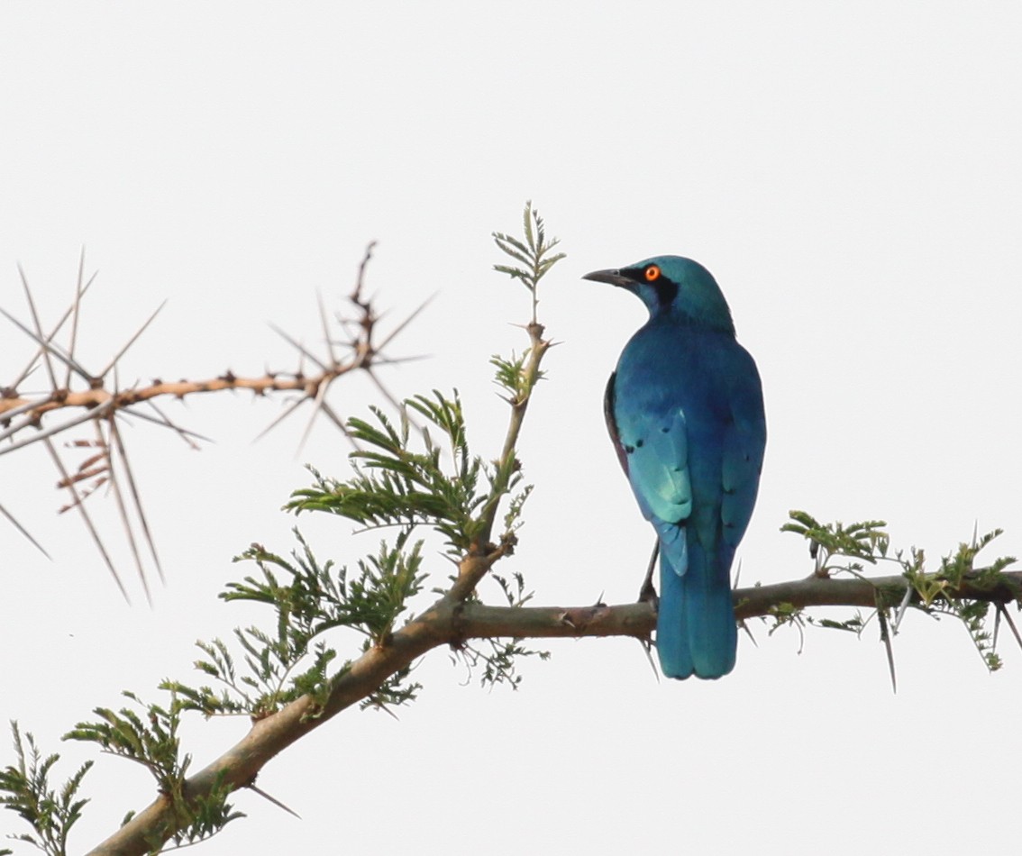 Greater Blue-eared Starling - ML616180618