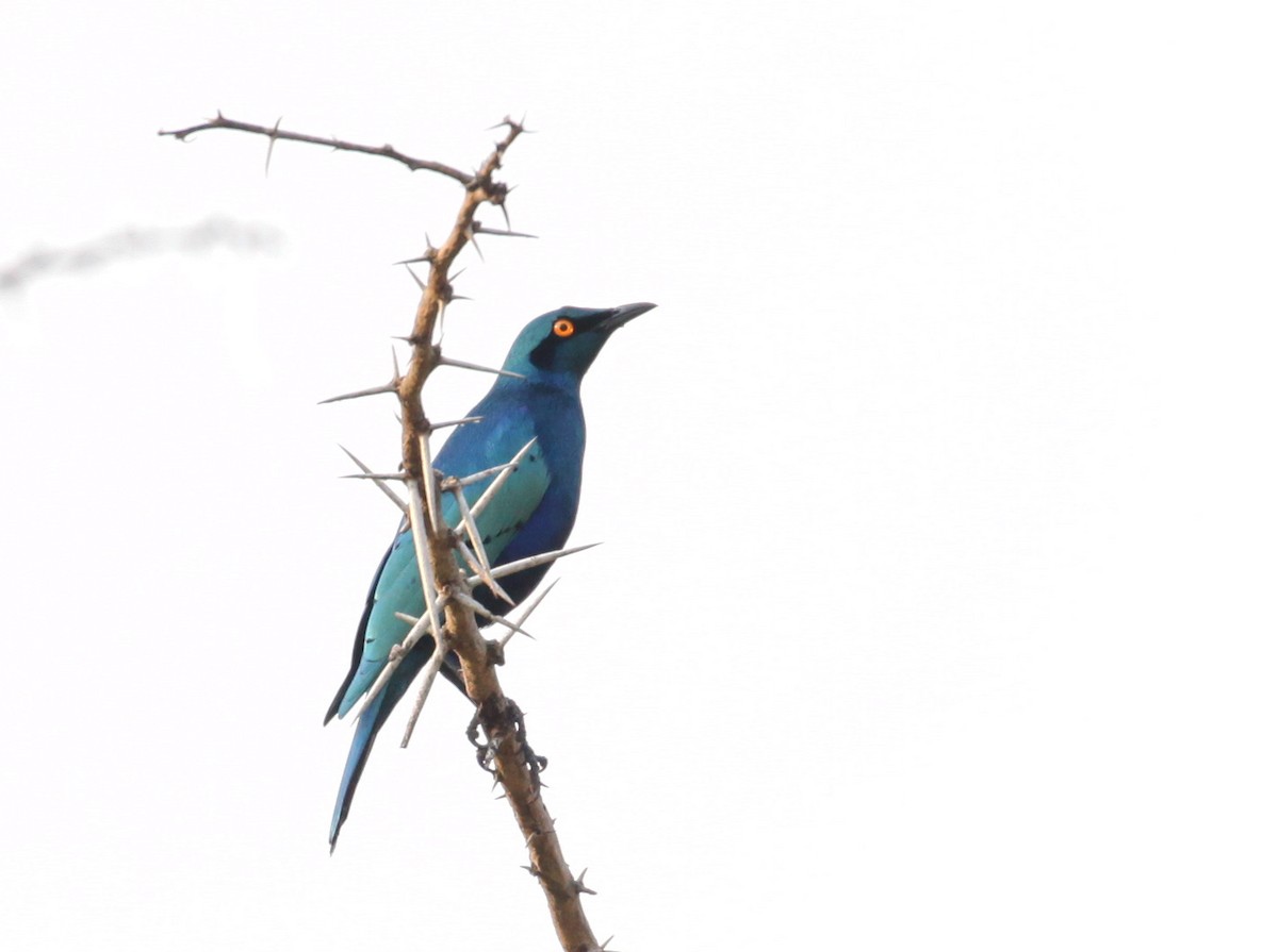 Greater Blue-eared Starling - Corey Husic