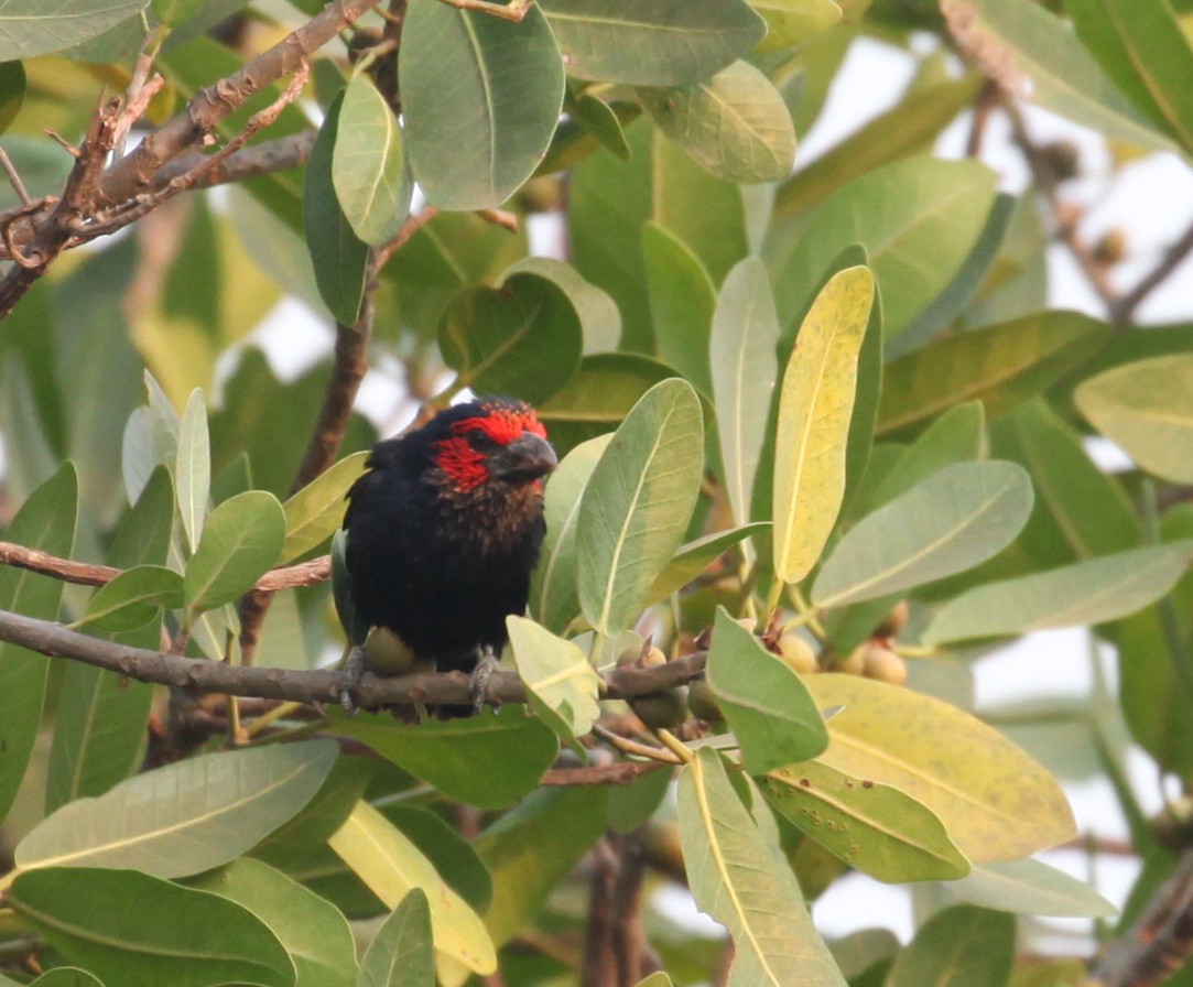 Red-faced Barbet - ML616180636