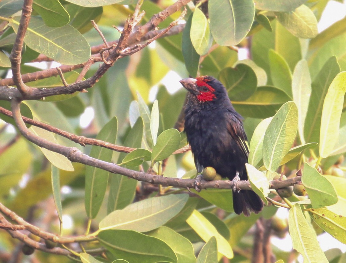 Red-faced Barbet - Corey Husic