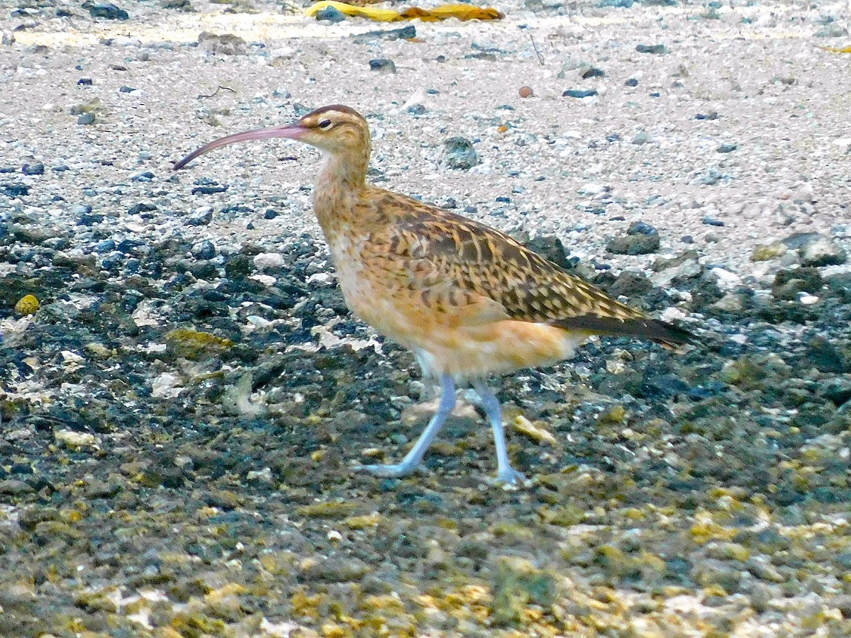 Bristle-thighed Curlew - ML616180666