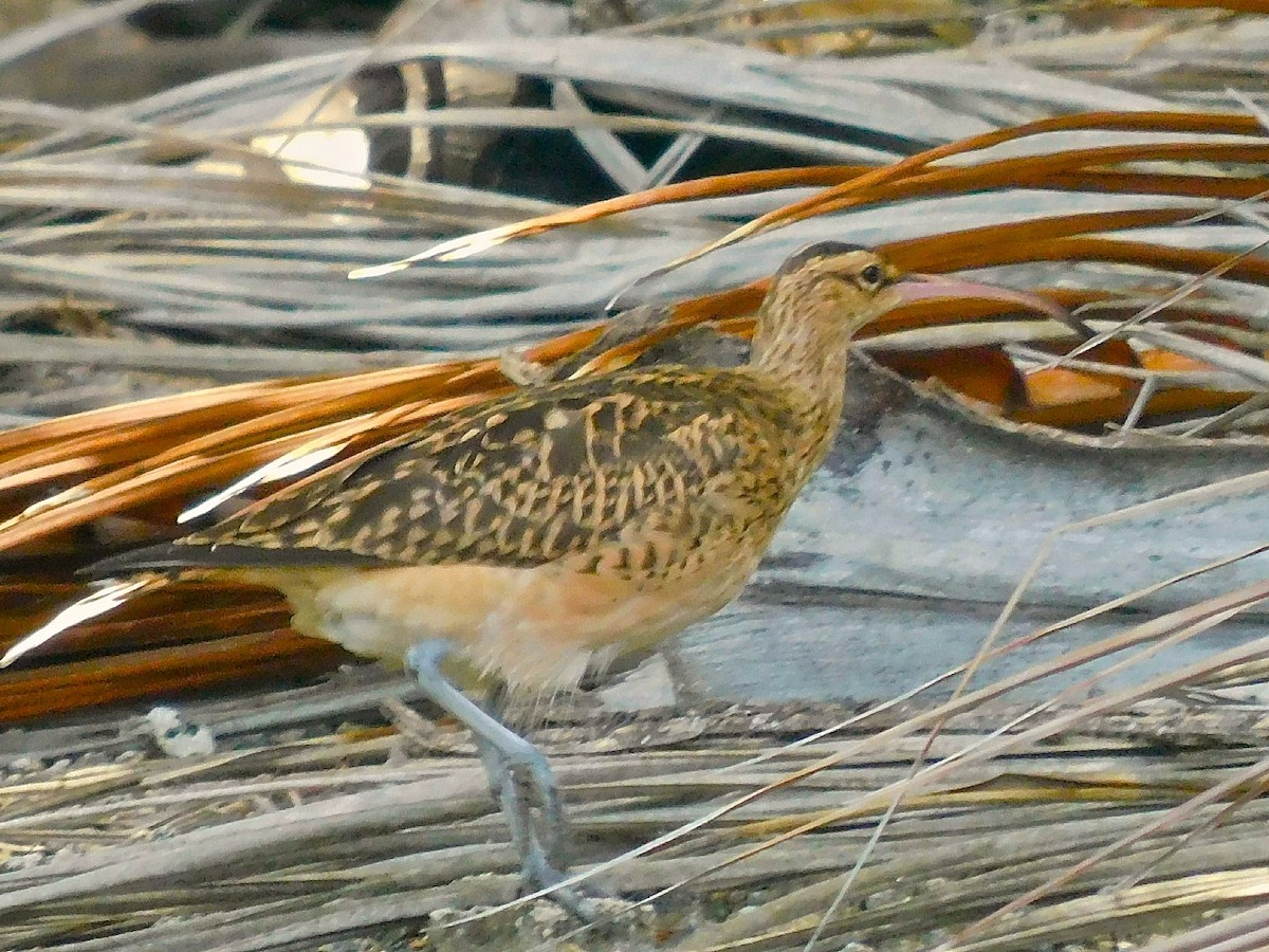 Bristle-thighed Curlew - ML616180668