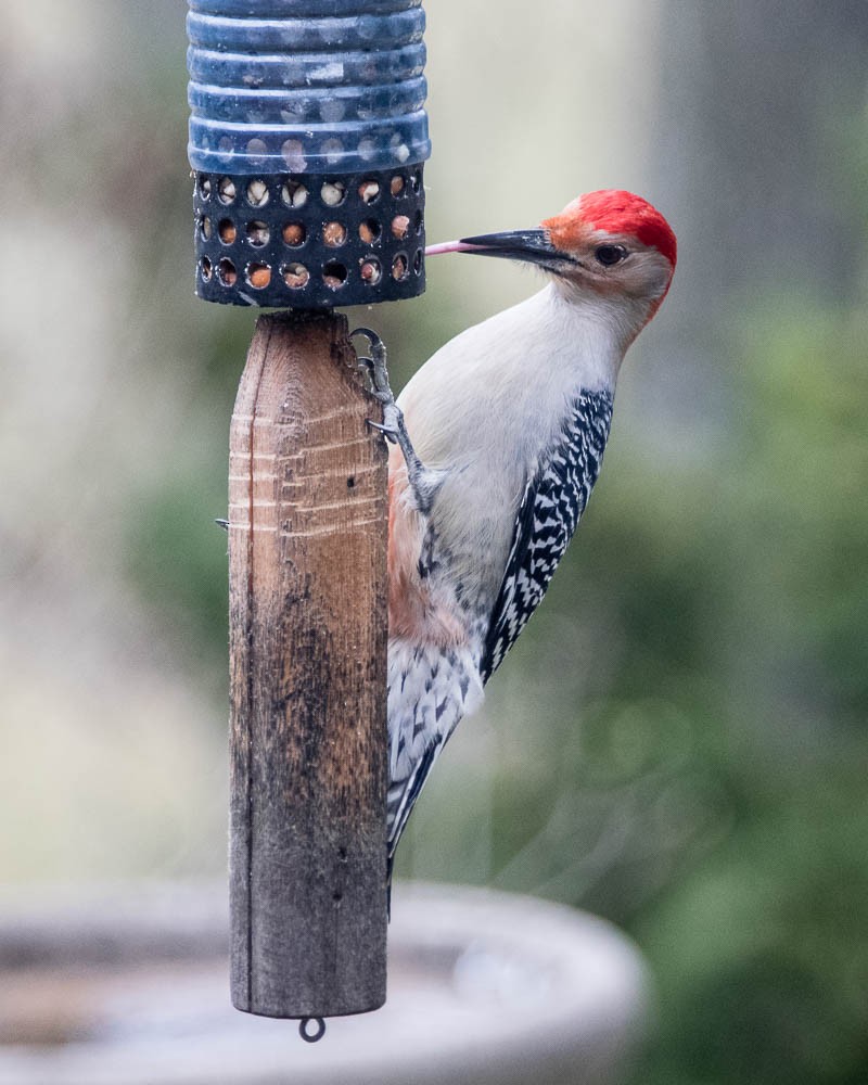 Red-bellied Woodpecker - ML616180698