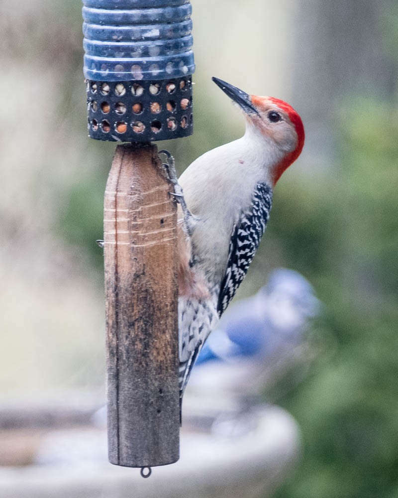 Red-bellied Woodpecker - ML616180699