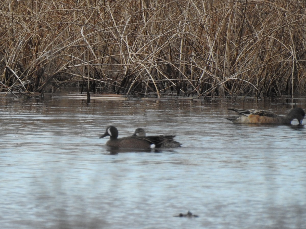 Blue-winged Teal - ML616180820